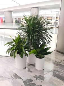 宁波海曙绿植出租公司 宁波海曙绿植出租公司